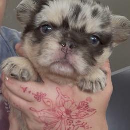 Boy 2 - Chocolate merle male Pomeranian puppy in El Sobrante, California from Little Lovers Kennels, LLC