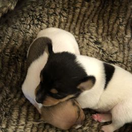 Toy Fox Terrier Puppies from K's Toy Fox Terriers