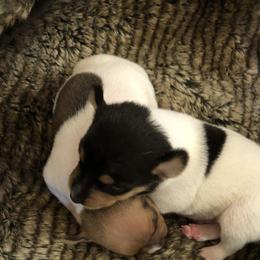 Toy Fox Terrier Puppies from K's Toy Fox Terriers