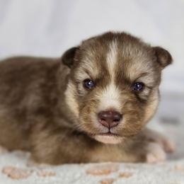 Makima - Brown and white female Siberian Husky puppy in Buckeye, Arizona from Anime Huskies