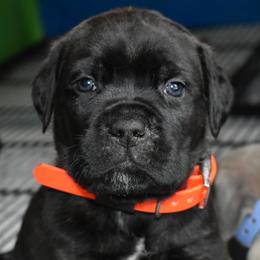 Orange - Black brindle male Cane Corso puppy in Sault Ste Marie, Michigan from Willow Creek Cane Corsos