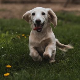 Dachshunds from Double L Mini Dachshunds