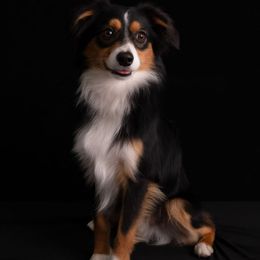 Fenrir - Miniature American Shepherd