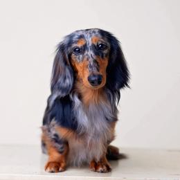 Dachshund puppies from Crowline Kennels