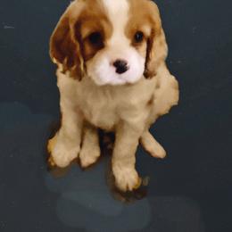McKenzie - Blenheim female Cavapoo puppy in Lexington, Kentucky from Callaway's Cavaliers