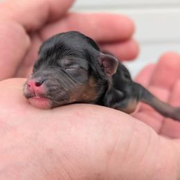 Male 1 - Black and tan male Yorkipoo puppy in Coshocton, Ohio from Forever Family Puppies