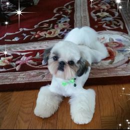 Glamour - Gold and white female Shih Tzu puppy in Pleasant Hill, Missouri from Misty Dajavue Shih-Tzu