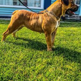 Queenie - Boerboel