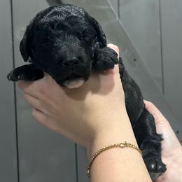 Donner - Black male Labradoodle puppy in Monticello, Georgia from Daylin’s Doodles & Labradors