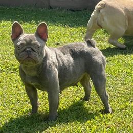 Lilo - French Bulldog