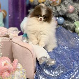 Chimp - Tri-colored male Pomeranian puppy in Stockton, California from Pommiepalace