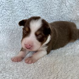 Penelope - Red tri-color female Australian Shepherd puppy in Blomkest, Minnesota from Meljestic Farms