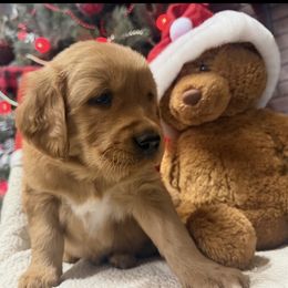 Pink Girl - Golden female Golden Retriever puppy in Rockwell, North Carolina from KnL Golden Acres