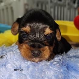 Bravo - Black and tan male Yorkshire Terrier puppy in Ben Wheeler, Texas from Nana's Yorkie Crew