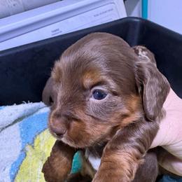 Puppy 16 AKC - Chocolate and tan female Dachshund puppy in Fayetteville, Pennsylvania from PA's Darling Doxies