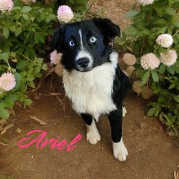 Ariel - Australian Shepherd