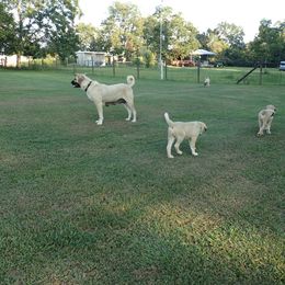 Kangal Puppies from DASA Ridge Kangals