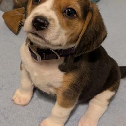Purple Collar Girl - Black tan and white female Beagle puppy in Dayton, Ohio from Copper Sky Beagles