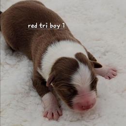Red Tri Boy 1 - Red tri male Miniature Australian Shepherd puppy in Waxhaw, North Carolina from Cane Creek Aussies