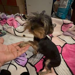 FB2 Gizmo - Black and gold male Yorkshire Terrier puppy in Blythe, California from California AKC Maltese & Yorkies