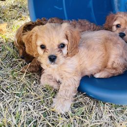 Cavapoo and Shihpoo Puppies from Haus of Doodles