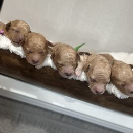 Poodle puppies from Chitownpupz