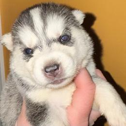 Bailey - Black and white female Siberian Husky puppy in Doswell, Virginia from Shinko Siberians