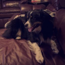 Gwen - Miniature Australian Shepherd