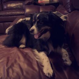 Gwen - Miniature Australian Shepherd