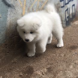 Samoyed Puppies from Carefree Samoyeds