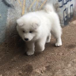 Samoyed Puppies from Carefree Samoyeds