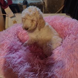 Poodle Puppies from Beverly Deornellis's Poodles