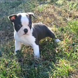 Klaus - Black brindle and white male Boston Terrier puppy in Smallett, Missouri from B's Bostons