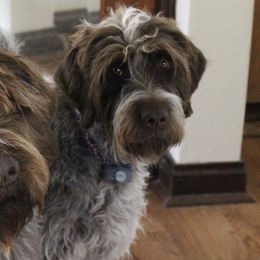 Wirehaired Pointing Griffons from Two Tree Griffons