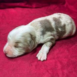 Nugget - Red merle female Miniature Australian Shepherd puppy in Alabama from SBA Aussies