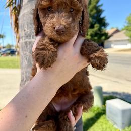 Purple Collar - Red female Assorted Doodle Crosses puppy in Marysville, California from Dailey Doodles and Dachshunds