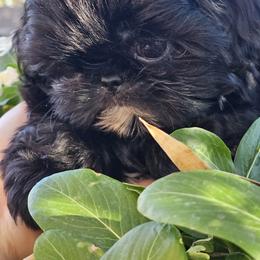 Girl 1 - Black female Shih Tzu puppy in Tucson, Arizona from Dollface Shih Tzu