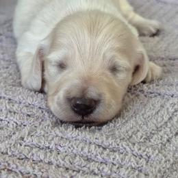 Auggie - Cream male Dachshund puppy in Ashford, Alabama from Circle City Dachshunds