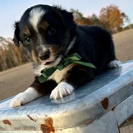 Green collar - Black tri male Miniature Australian Shepherd puppy in 32046, Florida from River Hill Ranch