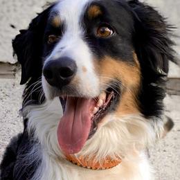 Shock (Future Sire) - Australian Shepherd