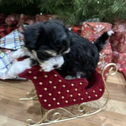Baby - Black and tan brindle female Havanese puppy in Hamilton, Michigan from Jodi's Havanese
