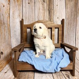 Truffles - Light golden male Golden Retriever puppy in Macks Creek, Missouri from Fluffy Buttz
