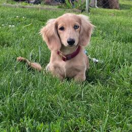 Atlas - Cream male Dachshund puppy in Romney, Indiana from Brown's Valley Dachshunds