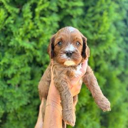 Maverick - Apricot male Cavapoo puppy in Pasco, Washington from Columbia Basin Puppies