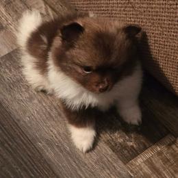 Marigold - Chocolate parti female Pomeranian puppy in Gun Barrel City, Texas from Petite Poms