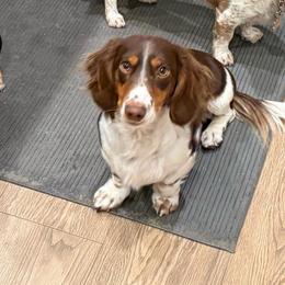 Lord McCoy (Mac) Larsen - Piebald male Dachshund puppy in Plain City, Utah from Furry Godmother Pups