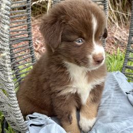Neptune - Red tri male Miniature Australian Shepherd puppy in Nashville, Tennessee from Little B’s Aussies