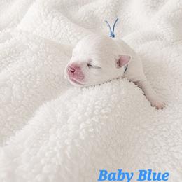 Blue - White male Maltese puppy in Victoville, California from T&C Maltese