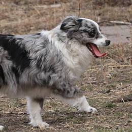 Taylor - Toy Australian Shepherd