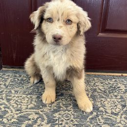 Topaz - Red merle male Australian Shepherd puppy in Ephraim, Utah from Anchor Brand Aussies